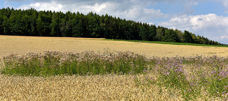 Kverneland_Distelnester